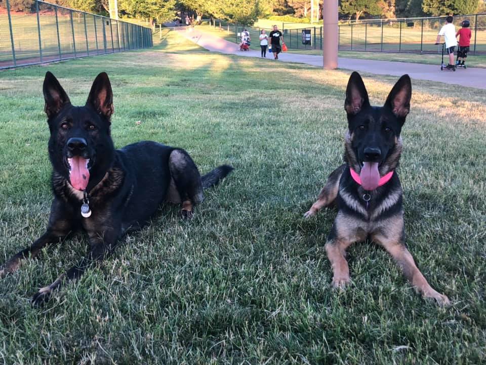 Buckelwürmer German Shepherds