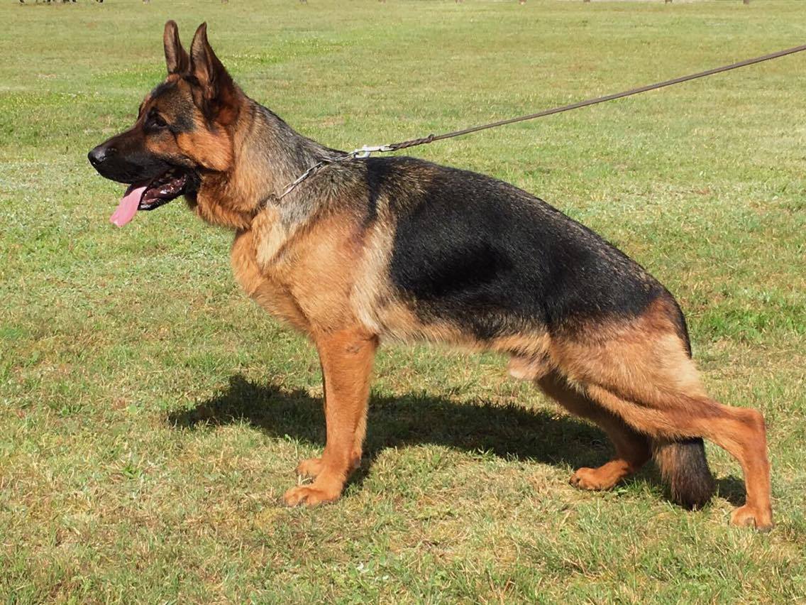 6 Best German Shepherd Breeders in Kentucky (2023) - The Good German ...