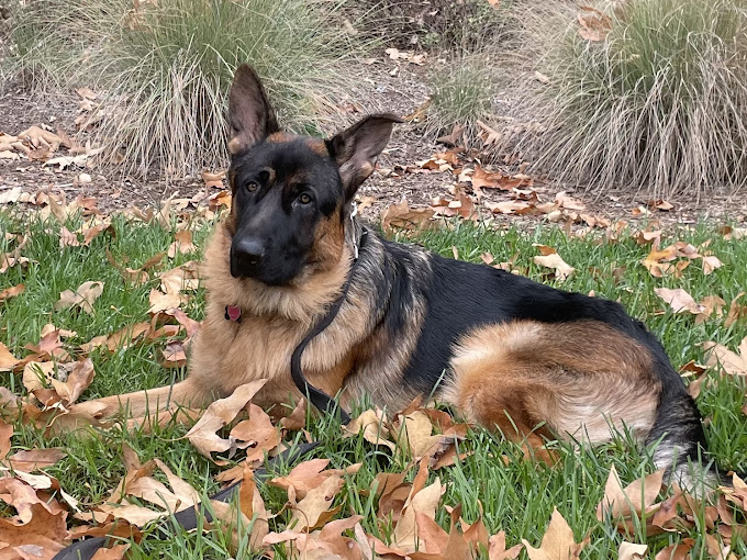 Central Coast German Shepherds