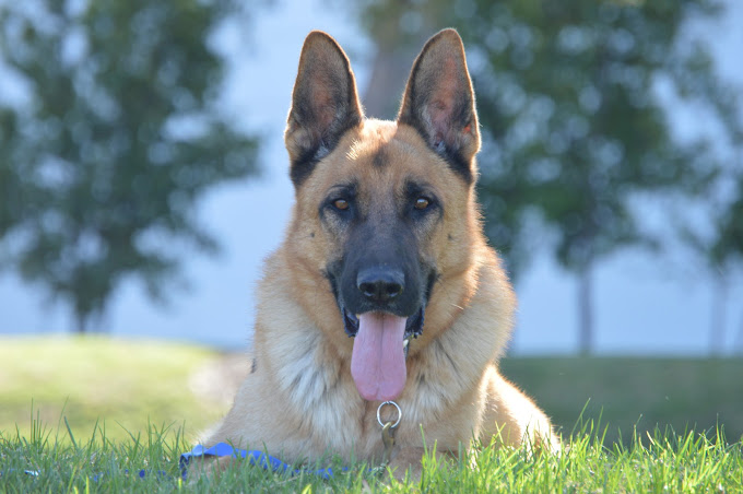 Coastal German Shepherd Rescue