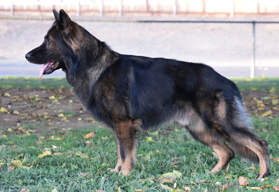 Dakonic German Shepherds Breeders