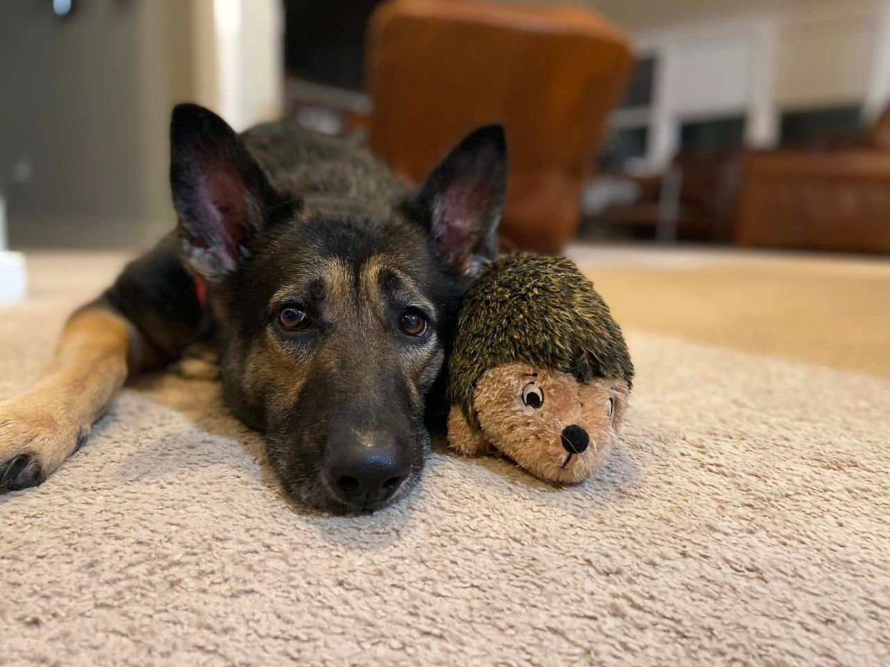 6 Best German Shepherd Rescue North Carolina! (2023) The Good German Shepherd