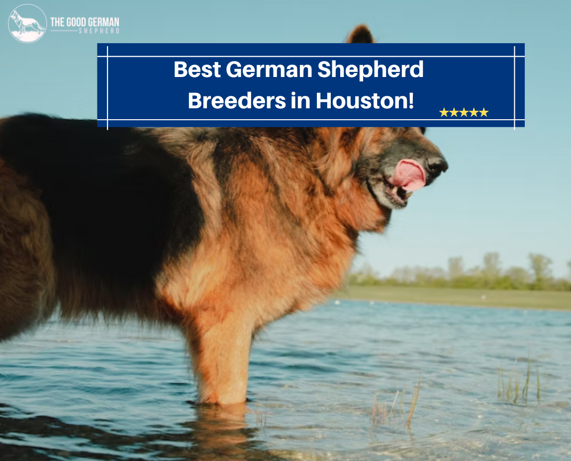 German Shepherd Breeders in Houston