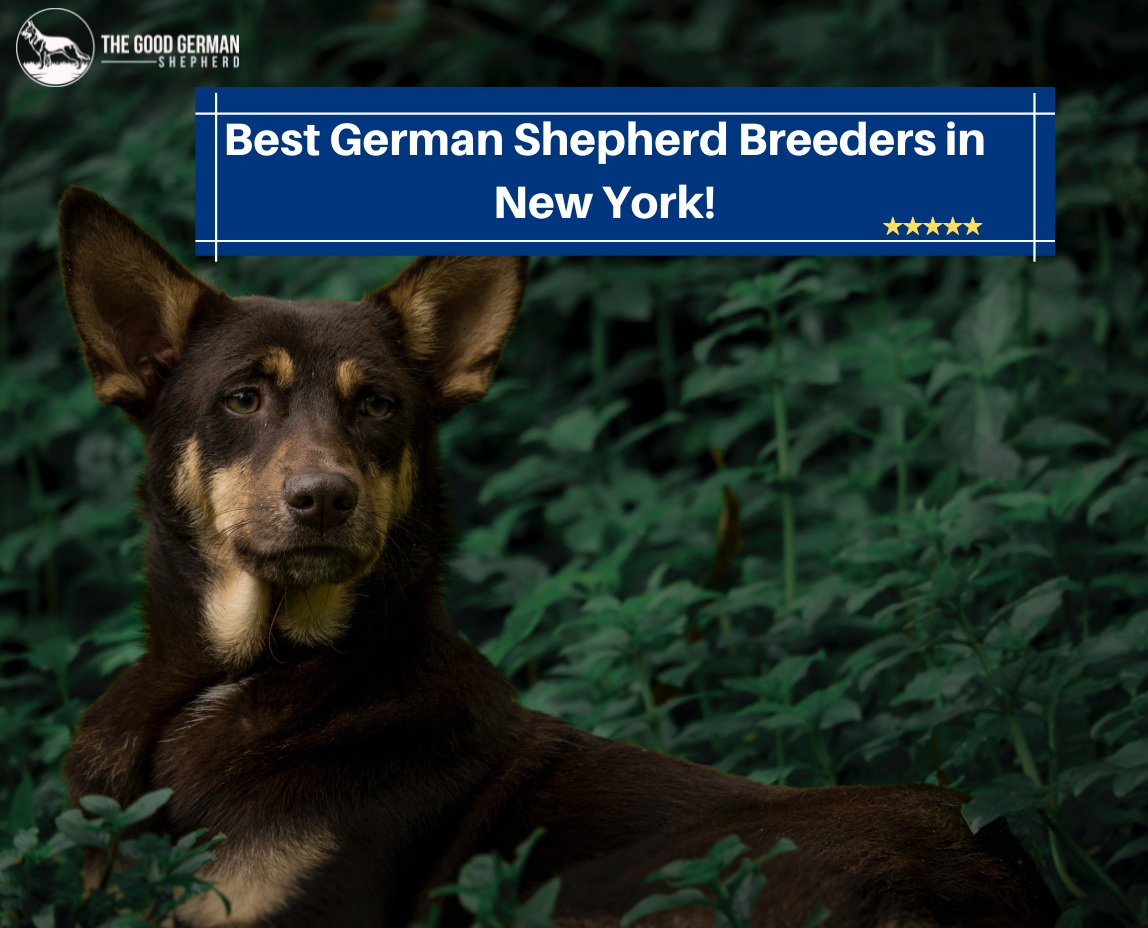 German Shepherd Breeders in New York