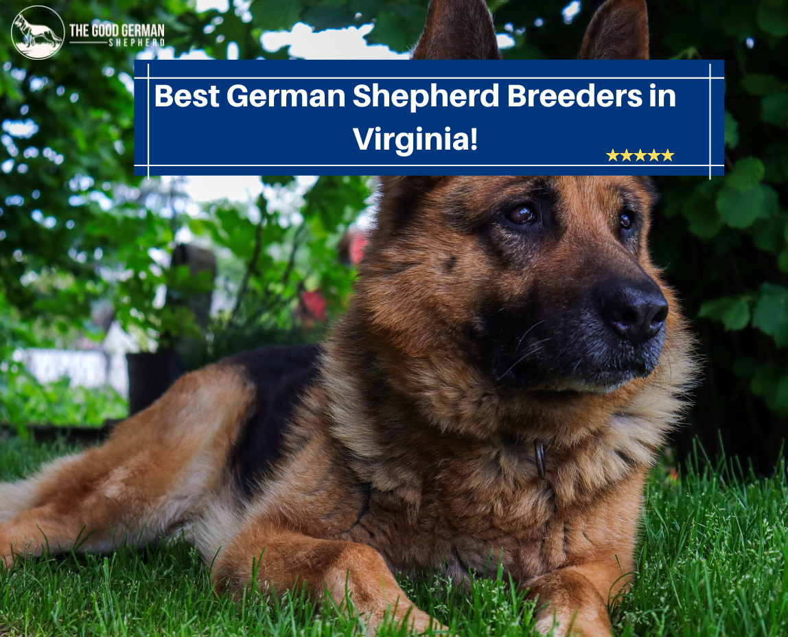 German Shepherd Breeders in Virginia