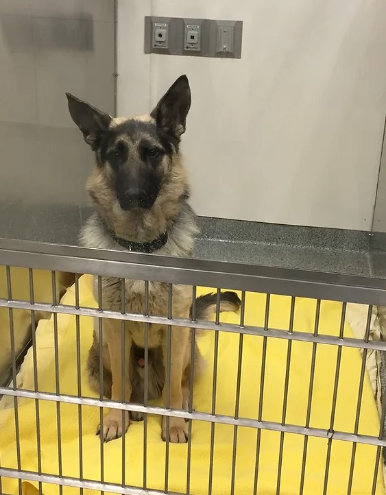 German Shepherd Dog Rescue Indy