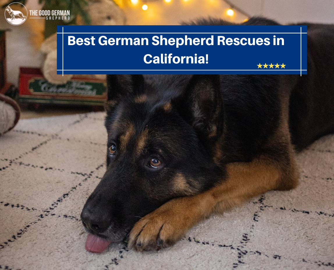 German Shepherd Rescues in California