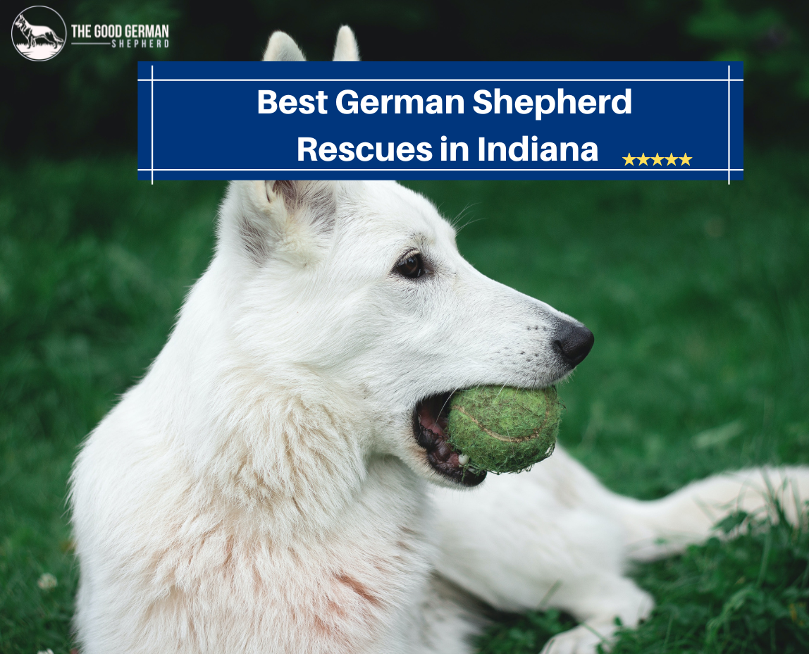 German Shepherd Rescues in Indiana