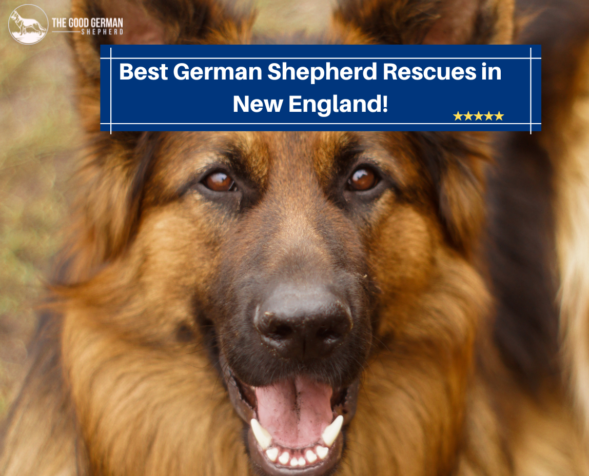 German Shepherd Rescues in New England