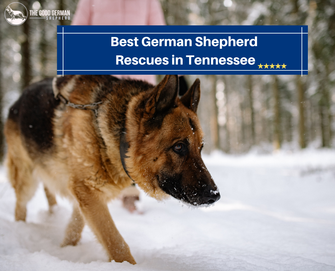 German Shepherd Rescues in Tennessee