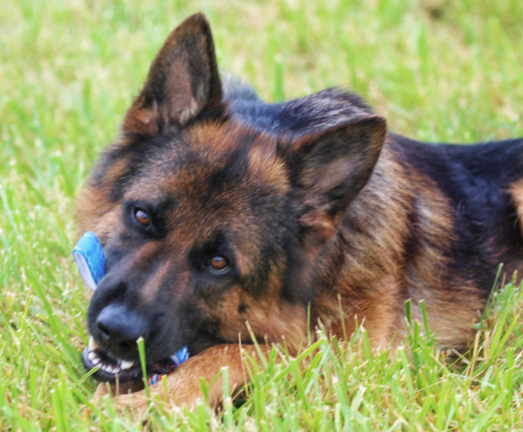 Golden Ridge Farm German Shepherds