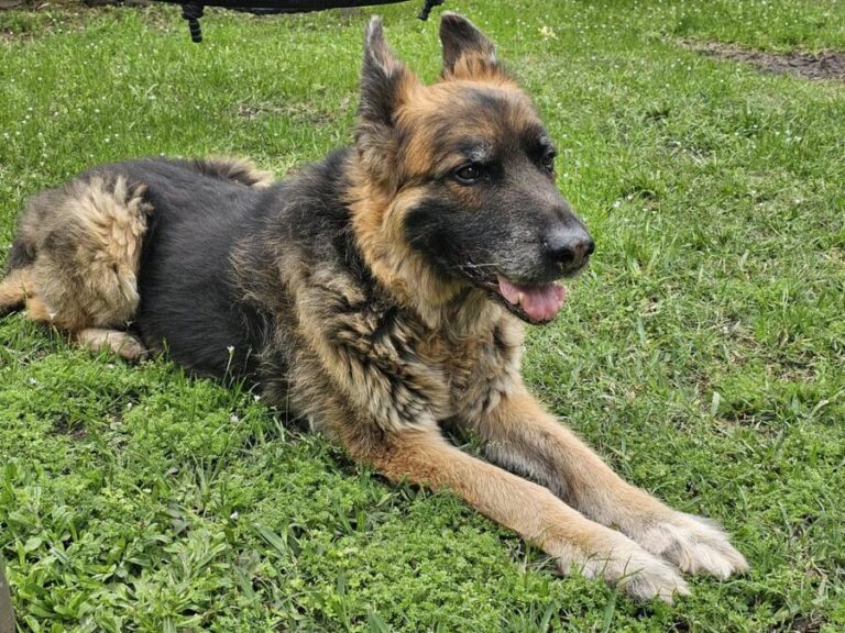 Greater Houston German Shepherd Dog Rescue