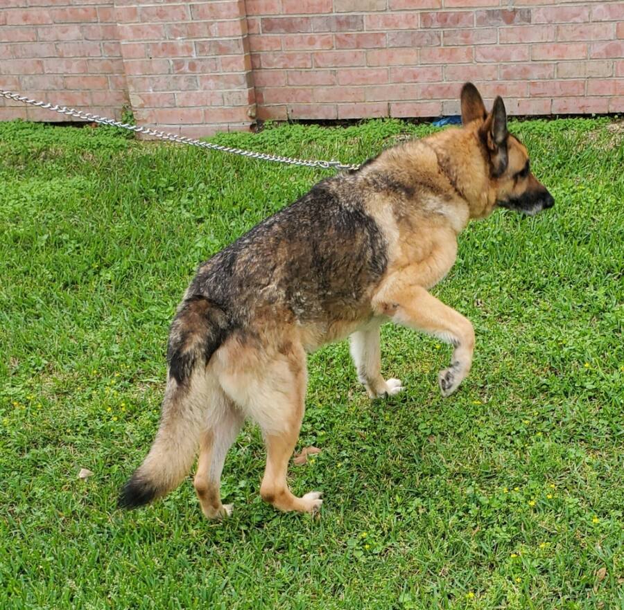 Greater Houston German Shepherd Dog Rescue