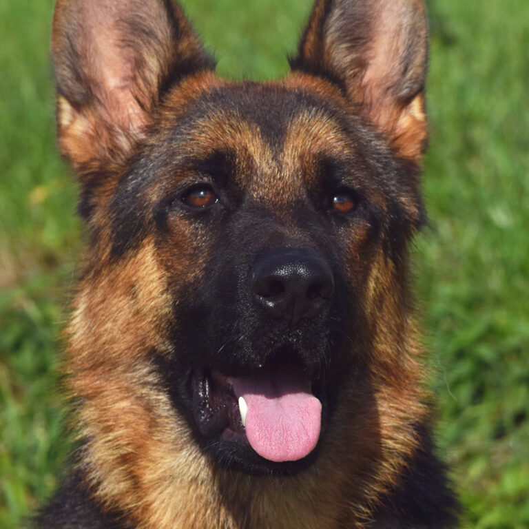 5 Best German Shepherd Breeders in Germany (2023) The Good German