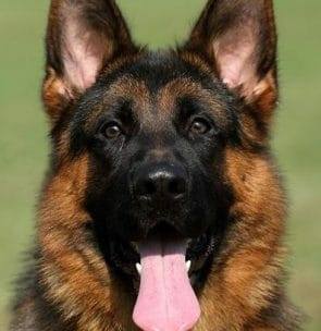 Haus Brezel German Shepherds