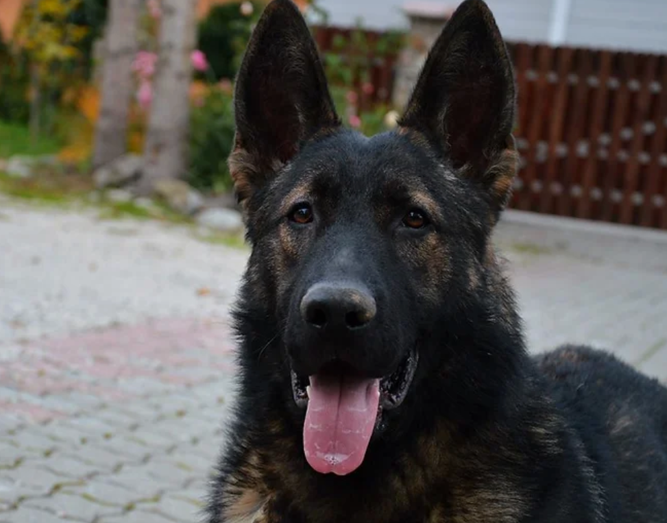 Haus Morrisson German Shepherds