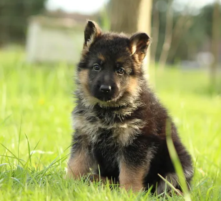 Helensberg German Shepherds