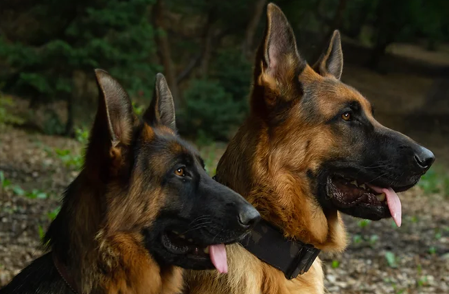 Hochland Krieger German Shepherds