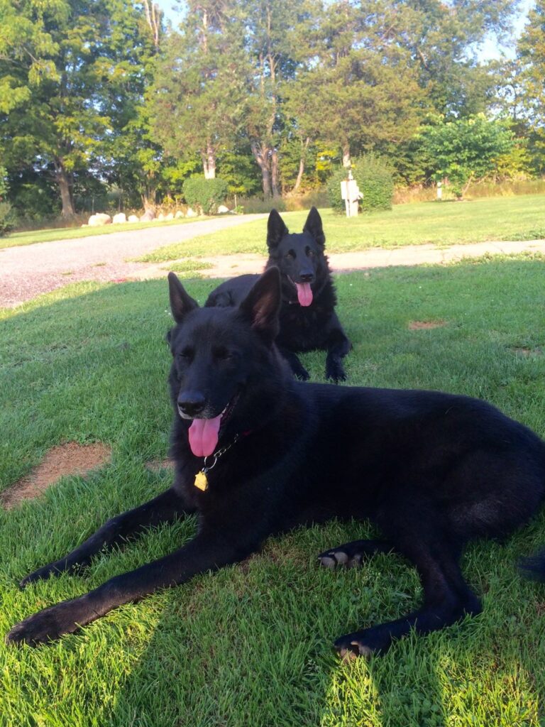 Indiana GSD & Siberian Husky Rescue