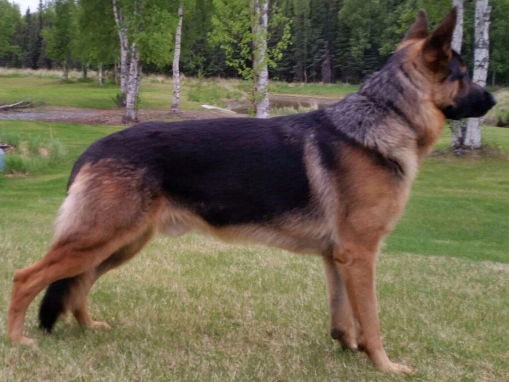 JPH German Shepherd Dogs