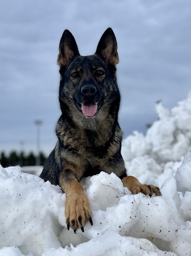  Johnson-Haus German Shepherds