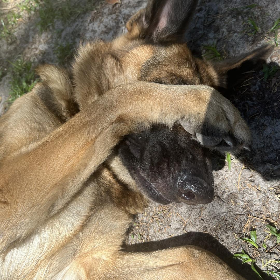 6 Best German Shepherd Rescue in Florida (2023) The Good German Shepherd