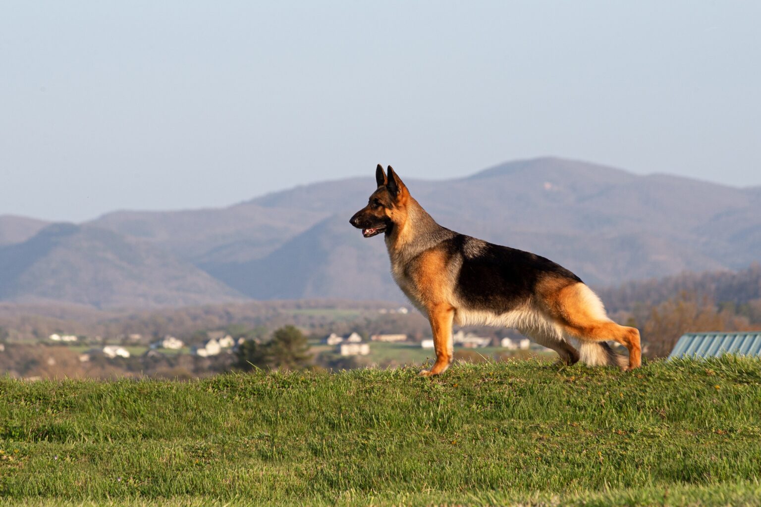 8 Best German Shepherd Breeders in West Virginia! (2023) The Good
