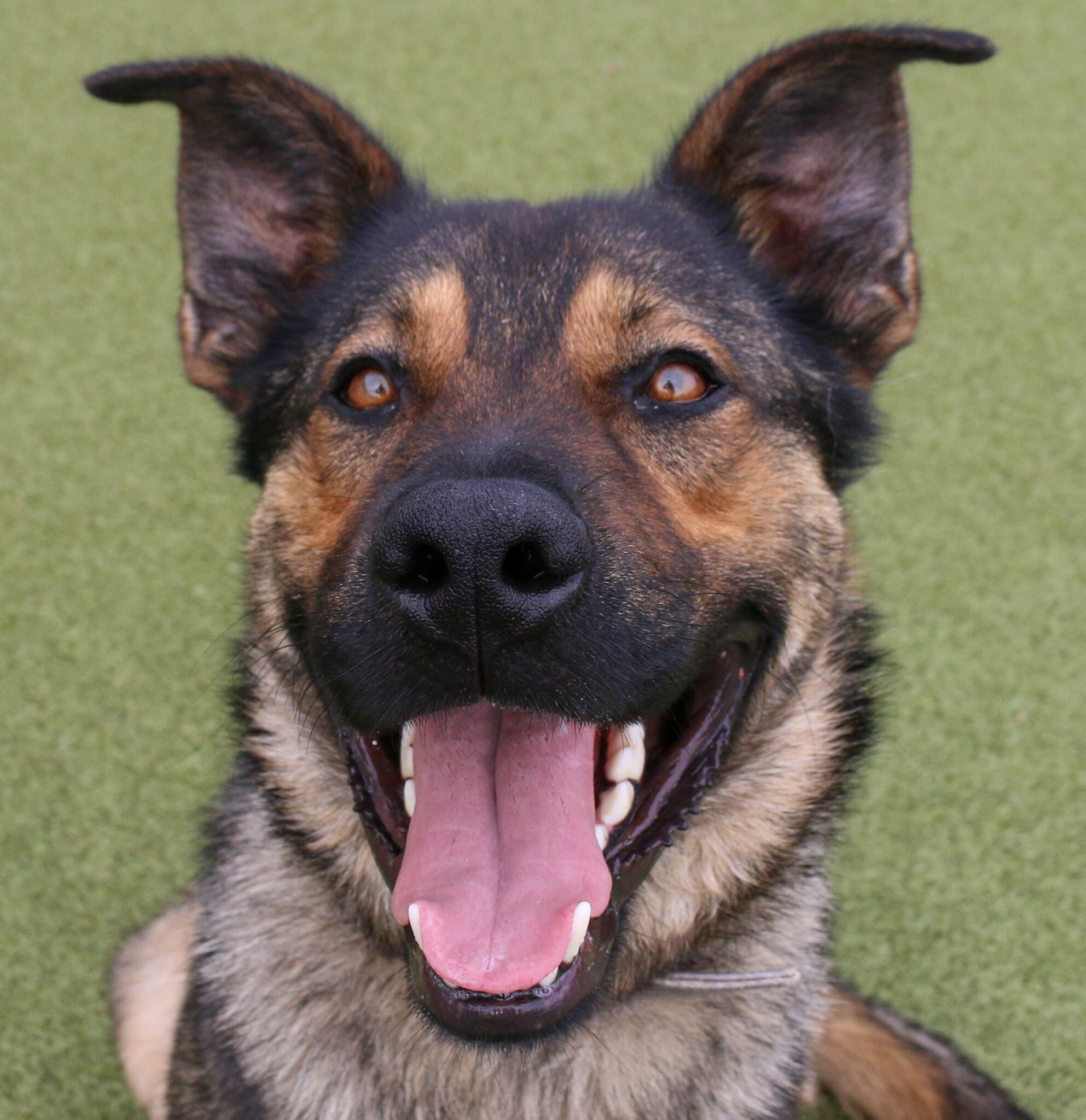 Riley County Humane Society Manhattan Ks - kjxahgh