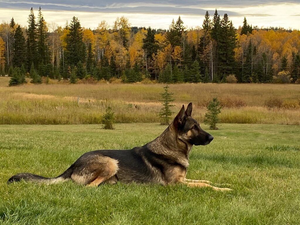 L&M German Shepherds