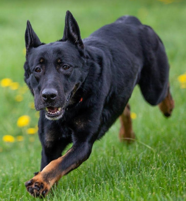 MOGS (Missouri German Shepherd Rescue)