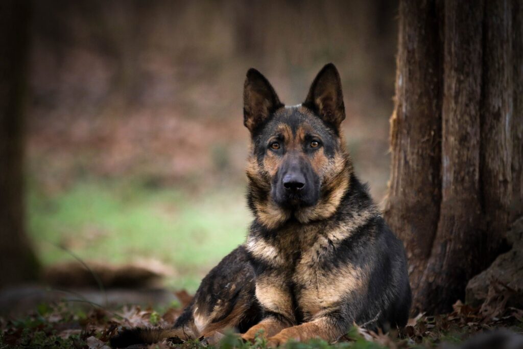 Middle Tennessee German Shepherd Rescue