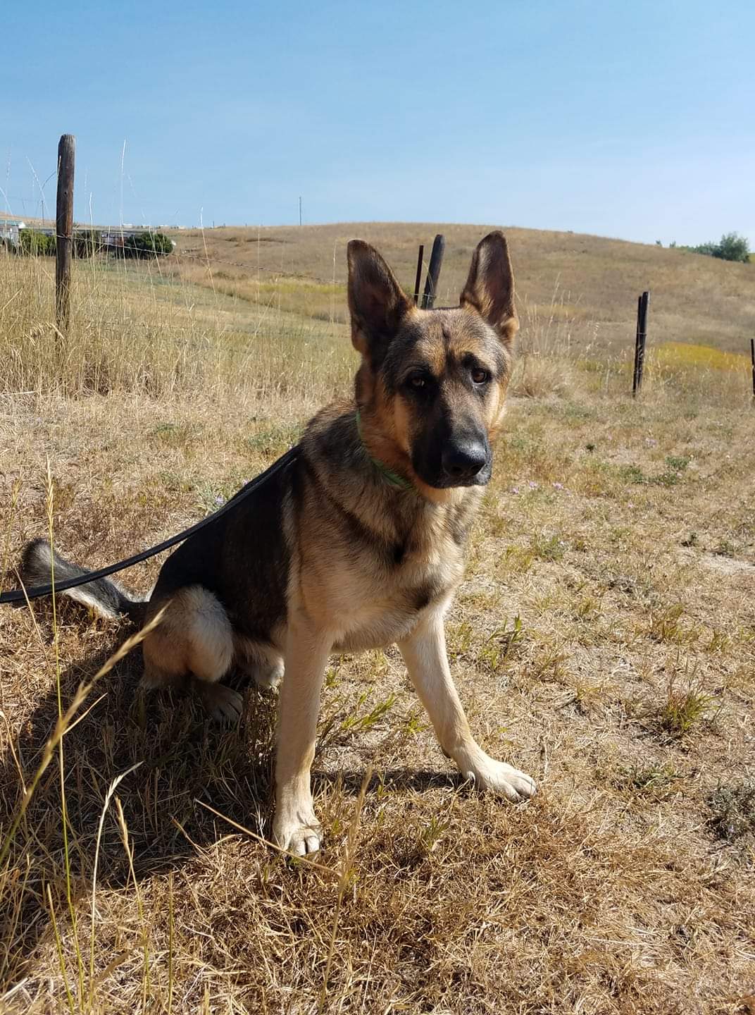 8 Best German Shepherd Rescues in Montana! (2023) - The Good German ...