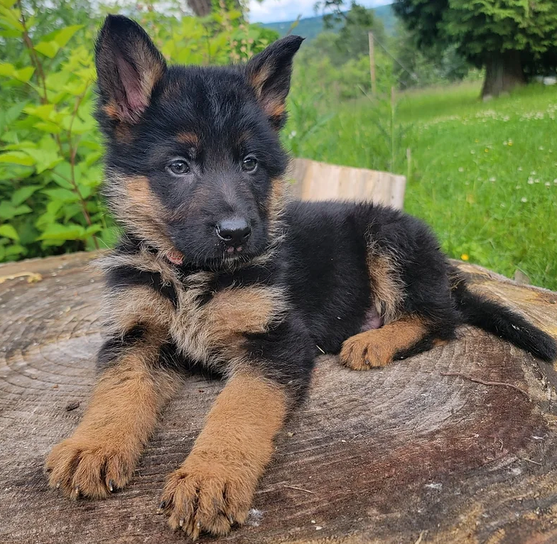 Nordwestlich German Shepherds