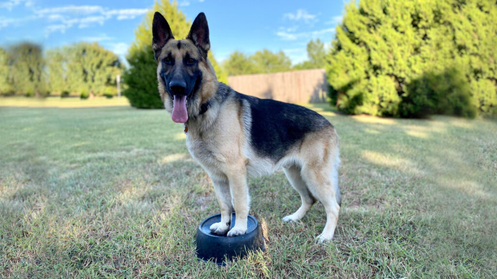 Oklahoma German Shepherd Rescue