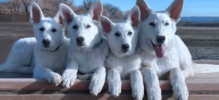 Polarbear White Shepherds