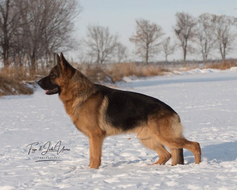 Prairie Land German Shepherds