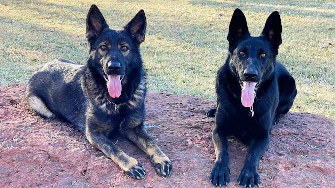 Red Rock K9 German Shepherds 