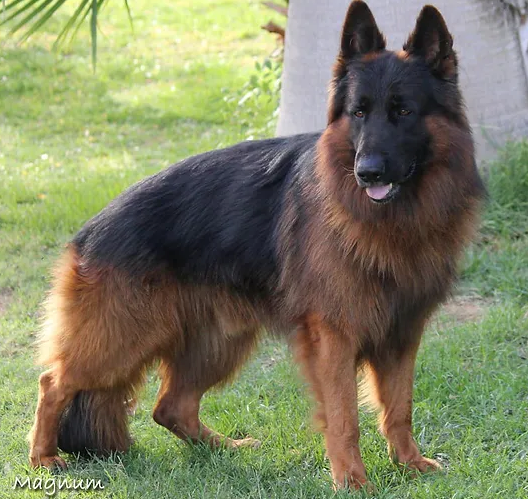 Rotternbarental German Shepherds