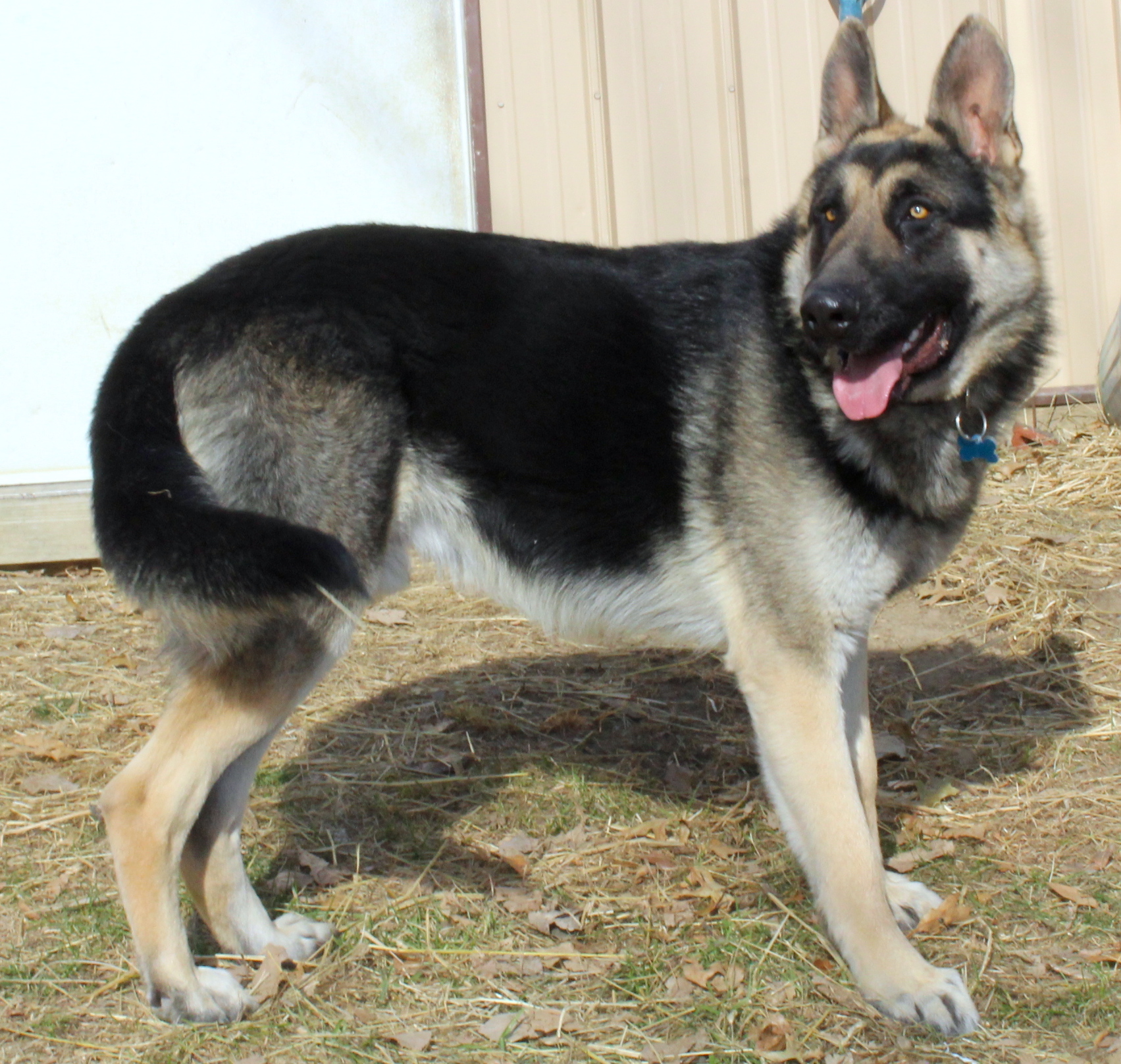 8 Best German Shepherd Breeders in Iowa (2023) - The Good German Shepherd