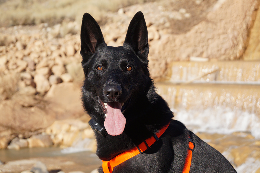 Triple S German Shepherds