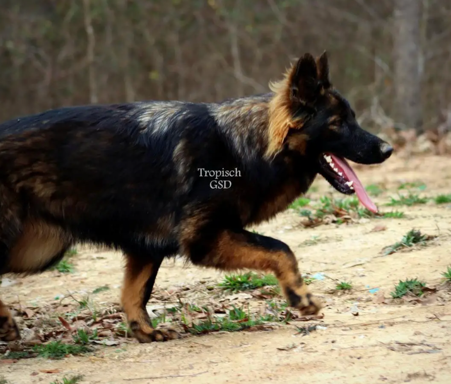 Tropisch German Shepherds