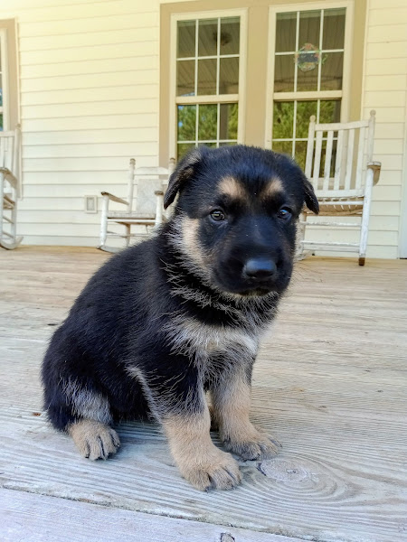 Van Giller German Shepherds