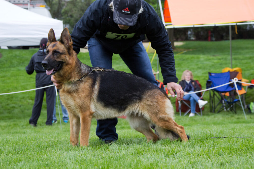 Vom Orenburg German Shepherds, Inc.