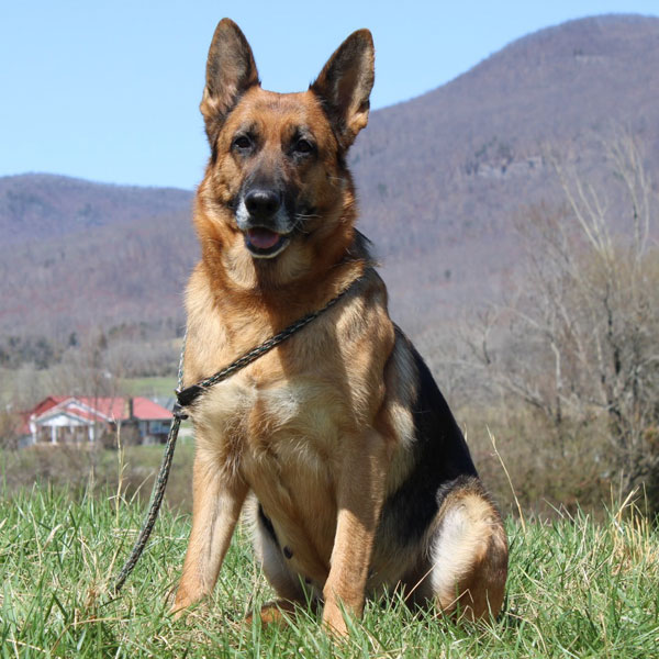 Vom Zeder Haus German Shepherds Best German Shepherd Rescue
Centers in KY