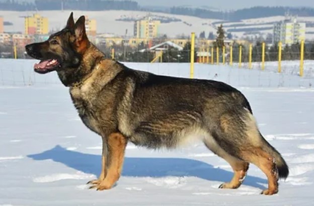 Von Cluskey German Shepherds