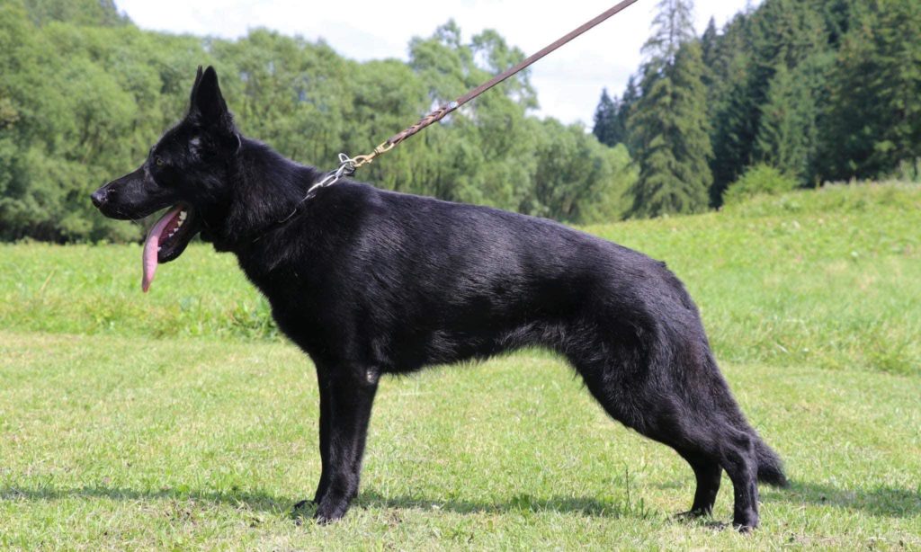 Von Daily German Shepherds