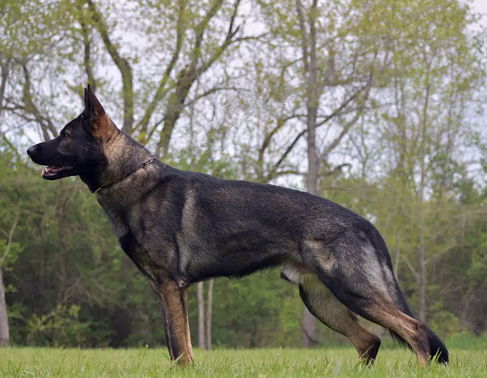 Weberhaus German Shepherds