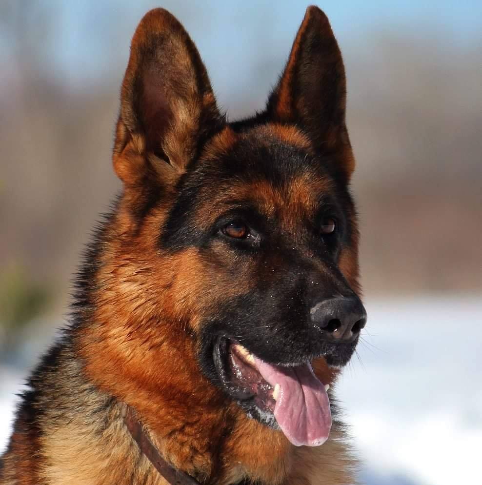 Weizenfelder Kennel Best German Shepherd Breeders in Kansas