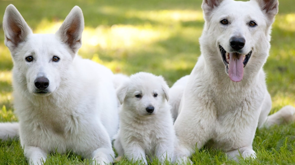 White Paws German Shepherd Rescue 