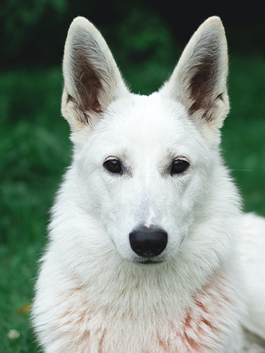 White Paws German Shepherd Rescue